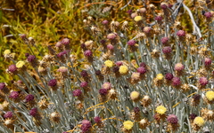 Syncarpha gnaphaloides