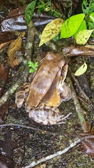 Leptodactylus savagei