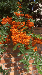 Pyracantha coccinea