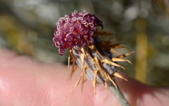 Syncarpha gnaphaloides