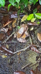 Leptodactylus savagei