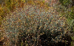 Syncarpha gnaphaloides