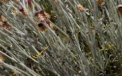 Syncarpha gnaphaloides