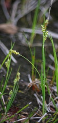 Carex garberi