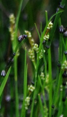 Carex garberi