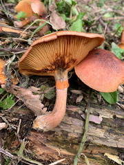 Gymnopilus suberis