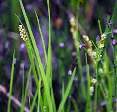 Carex garberi