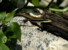 Eutropis longicaudata