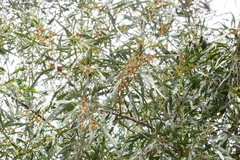 Acacia