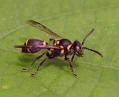 Ropalidia timida