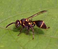 Ropalidia timida