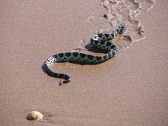 Hydrophis macdowelli