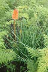 Kniphofia galpinii
