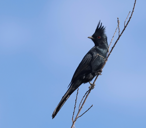 Phainopepla, Live Oak Canyon, Redlands, CA, USA, photo 8 of 10