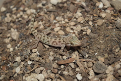Cyrtopodion scabrum