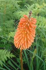 Kniphofia galpinii