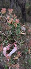 Melaleuca deanei