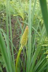 Kniphofia galpinii