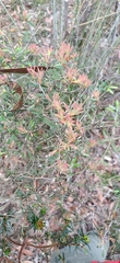 Melaleuca deanei