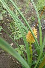 Kniphofia galpinii