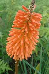 Kniphofia galpinii