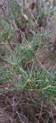 Banksia collina