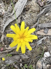 Microseris walteri