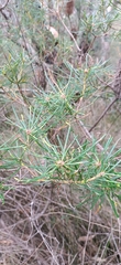 Banksia collina