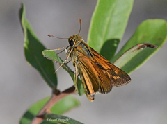 Hesperia meskei straton