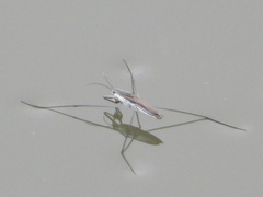 Aquarius adelaidis