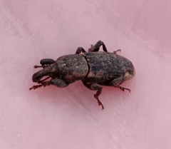 Mitoplinthus caliginosus