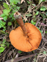 Gymnopilus suberis