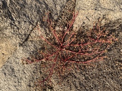 Portulaca oleracea