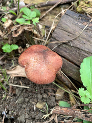Gymnopilus suberis