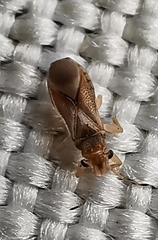 Thaumastocoris peregrinus