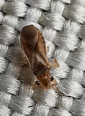 Thaumastocoris peregrinus