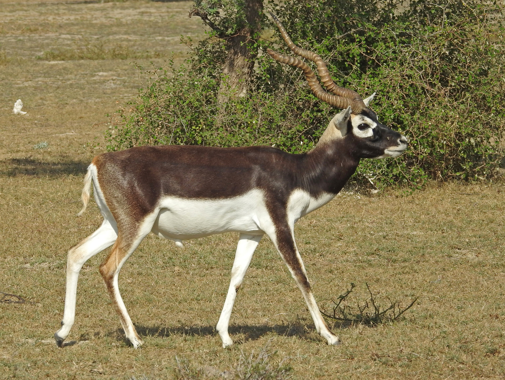 Estudio anatómico y funcional del aparato masticatorio del antílope negro,  Antilope Cervicapra, Artyodactyla, Bovidae