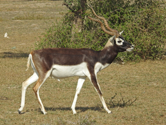 Antilope cervicapra
