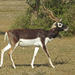 Antilope cervicapra - Photo (c) Sourav Halder, μερικά δικαιώματα διατηρούνται (CC BY-NC), uploaded by Sourav Halder