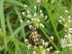 Rutpela maculata