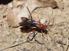 Trogomorpha arrogans