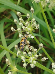 Rutpela maculata