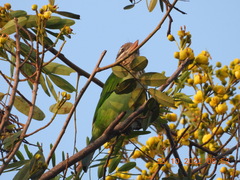Psilopogon viridis