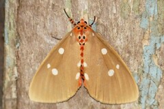 Tinolius eburneigutta