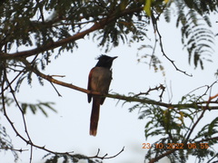 Terpsiphone paradisi