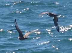 Stercorarius parasiticus