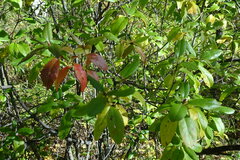 Rhododendron dauricum