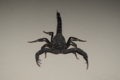 Hottentotta zagrosensis