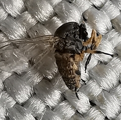 Diptera