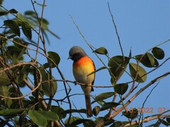 Pericrocotus cinnamomeus